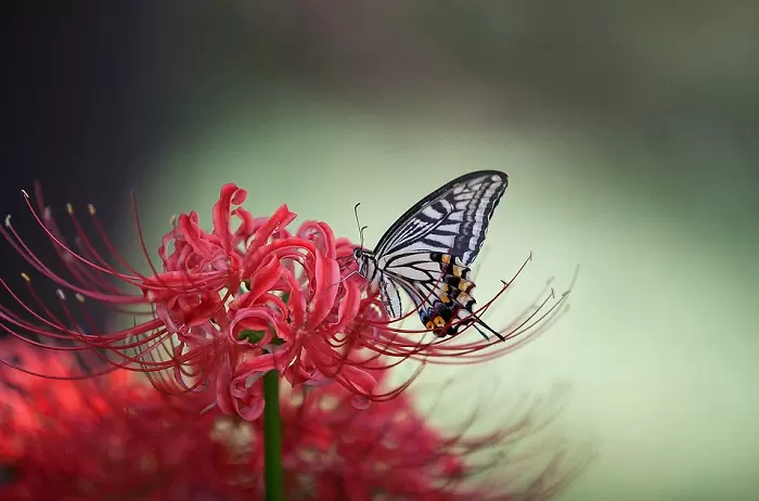hoa bỉ ngạn tượng trưng cho điều gì 1