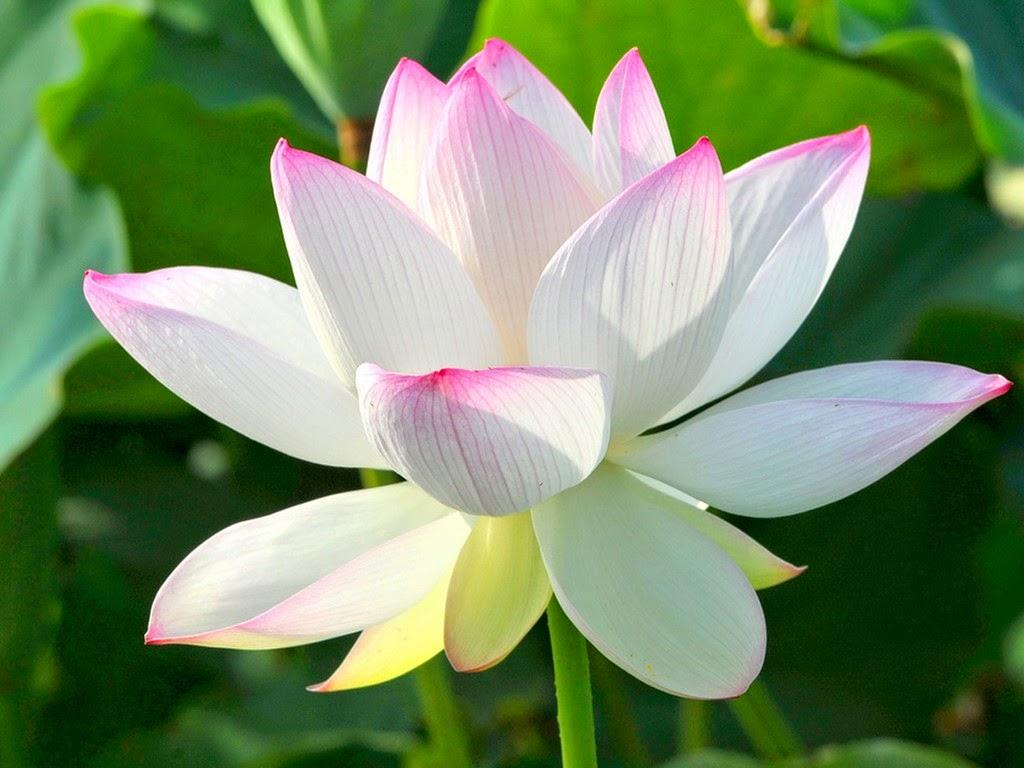 loài hoa tượng trưng cho sự bình yên