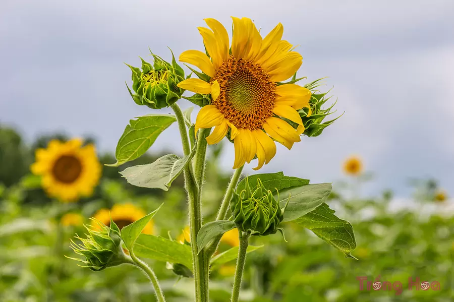 hướng dương tượng trưng cho điều gì