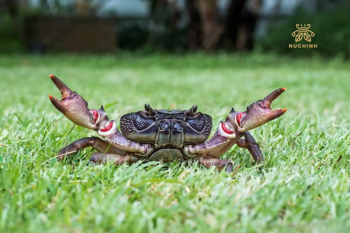 Cách giữ cua sống qua đêm