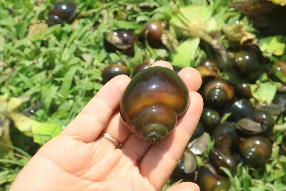 cách làm sạch ốc bưu