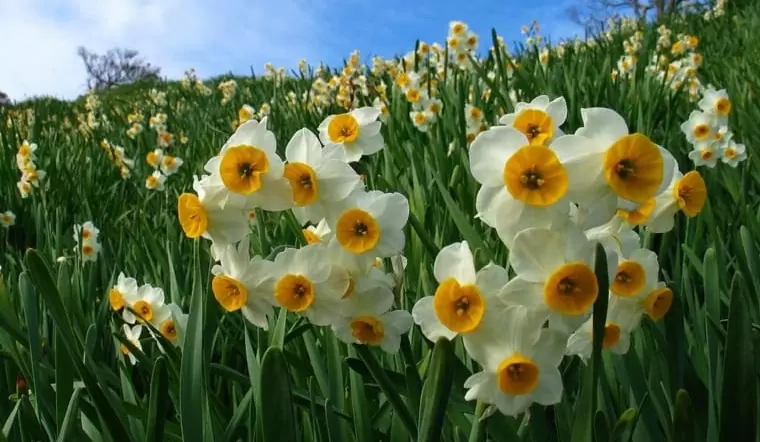 những loài hoa tượng trưng cho sự may mắn