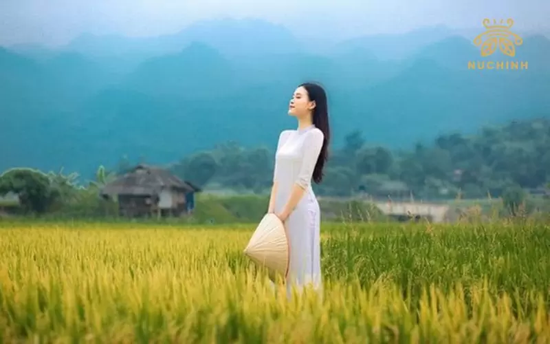 Concept chụp ảnh cánh đồng lúa