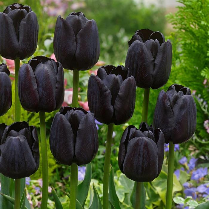hoa tulip đen