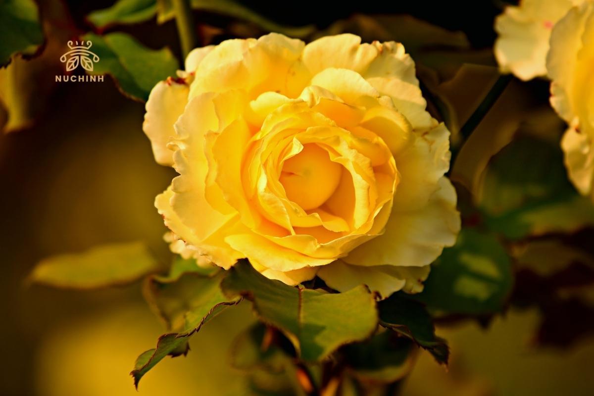 Hoa hồng màu vàng tượng trưng cho điều gì