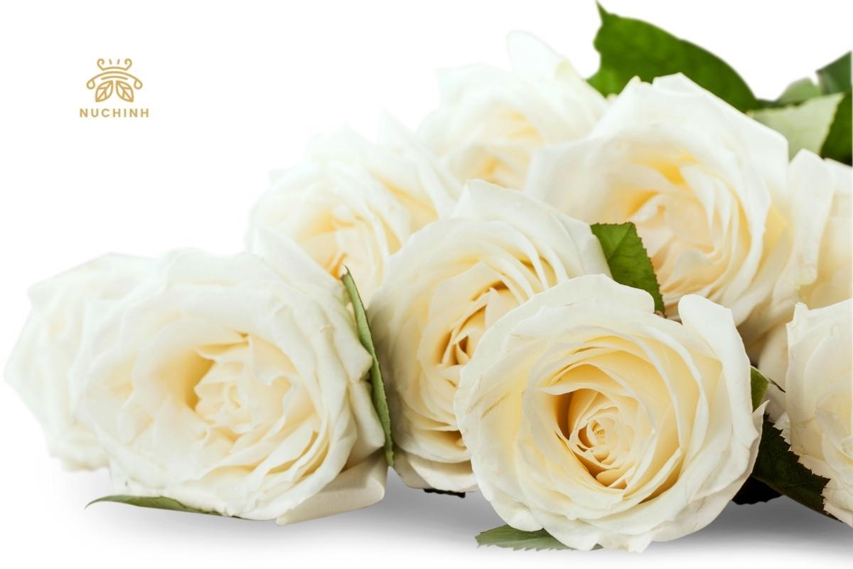 Hoa hồng trắng tượng trưng cho điều gì