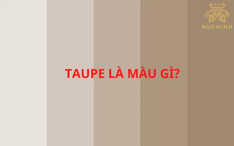 Taupe là màu gì
