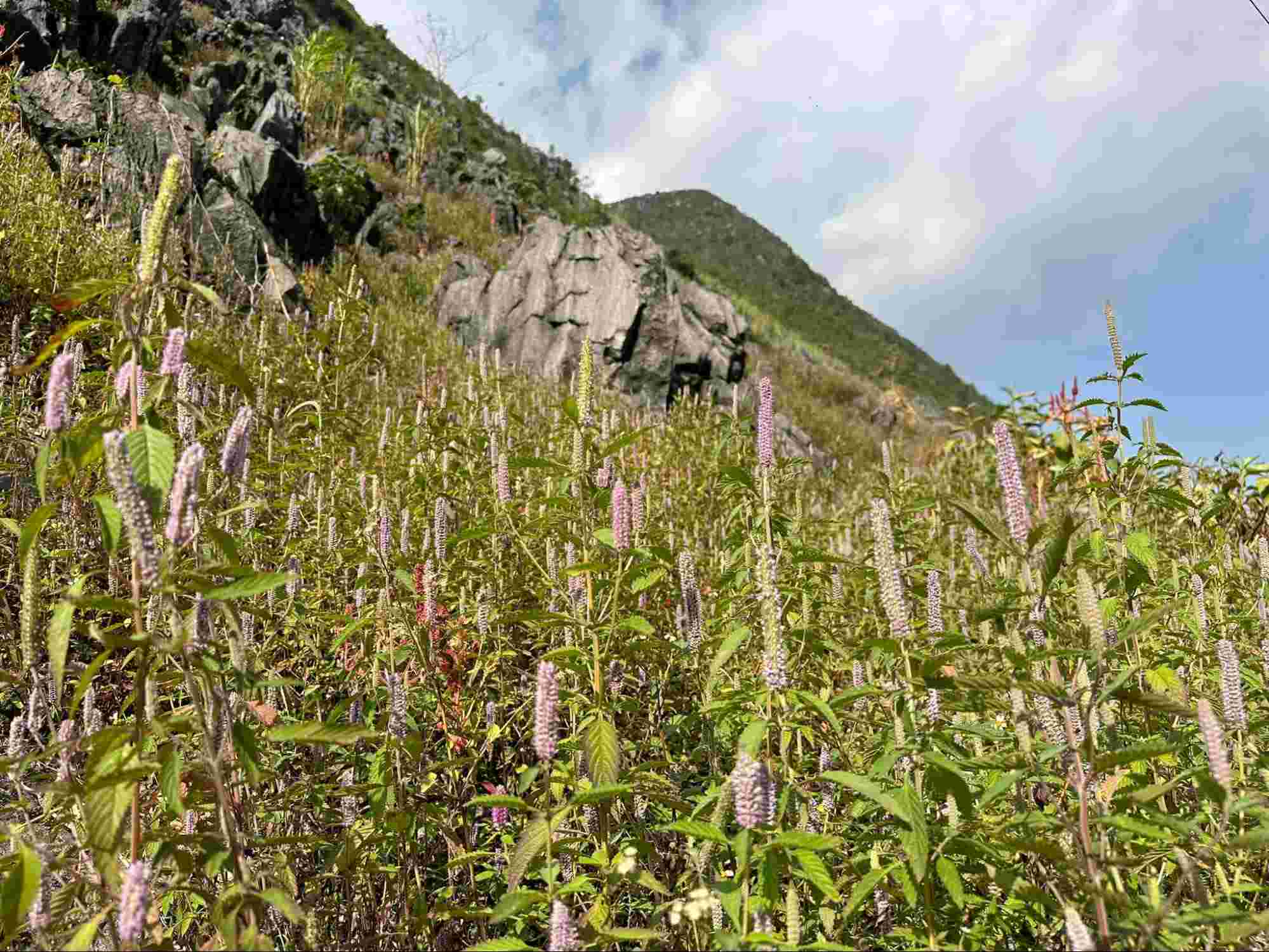 Cây hoa bạc hà dại Hà Giang